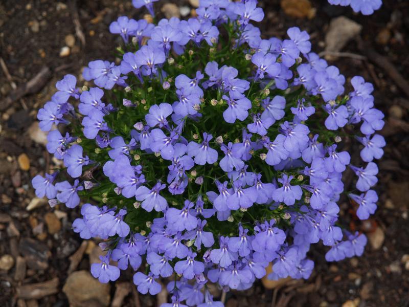 로벨리아(lobelia) 이미지