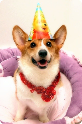 생일이개 이미지