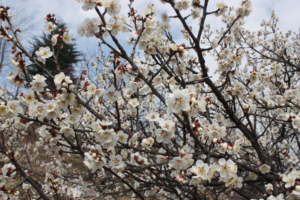 신암공원 이미지