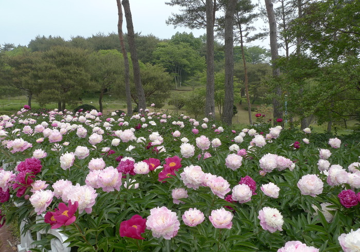 작약정원 이미지