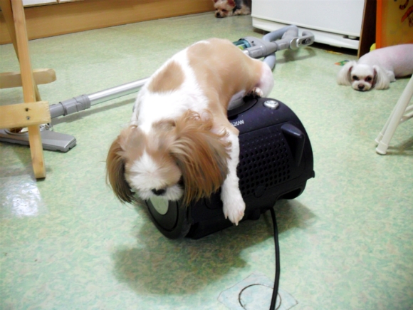 화니 이미지