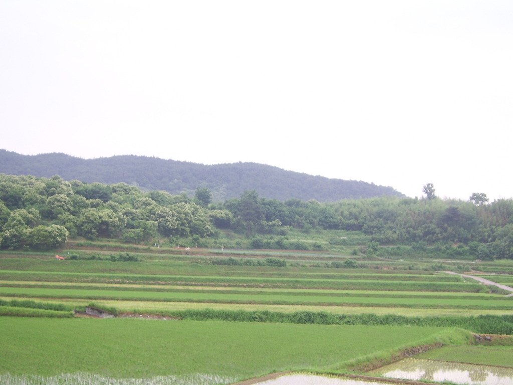 벌목 이미지