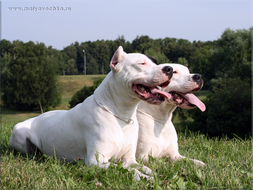 도고(DOGO) 이미지