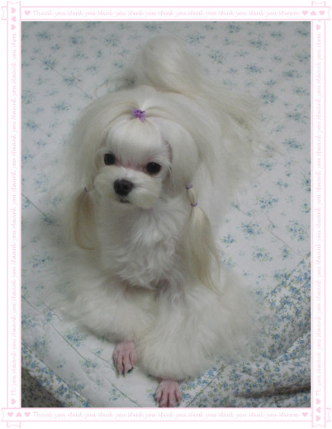 랑이 이미지
