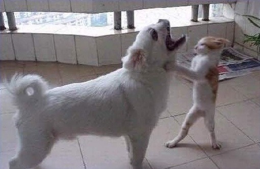 낭만고양이 이미지