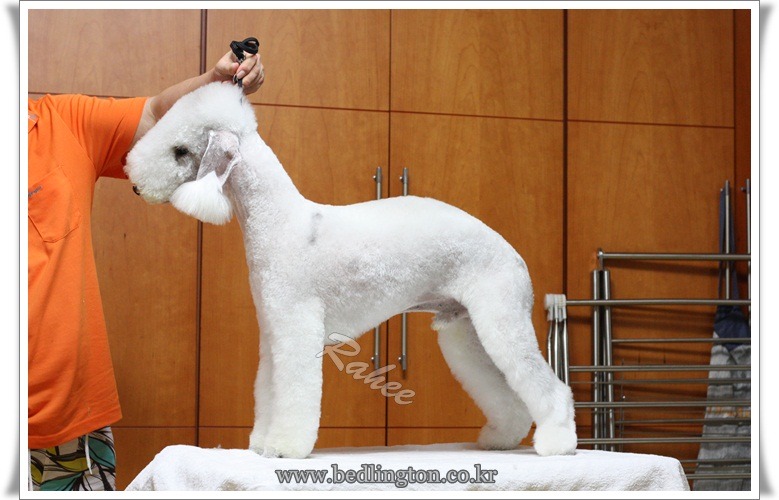 베니진 이미지