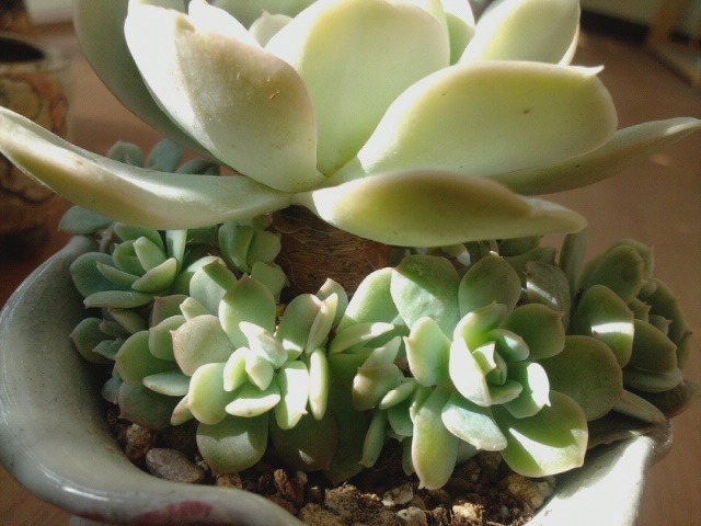화이트스노우 이미지
