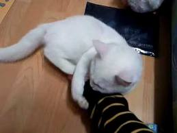 쉽게 이해하는 고양이에 관한 이야기 2 | 인스티즈