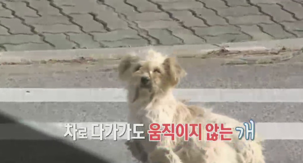 강아지가 버려질때의 심리.jpg (+ 실제 버려지는 강아지 영상) | 인스티즈