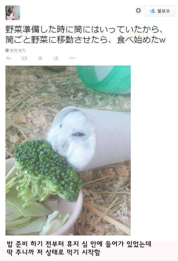 불편하지만 일단 먹는 햄스터 | 인스티즈
