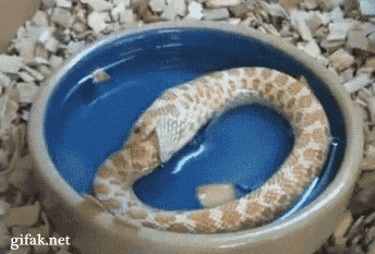 먹으면 안되는걸 먹고 있는 뱀.gif | 인스티즈