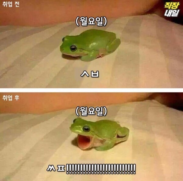 월요병걸린 쌍커들을 위한 취직전 vs 취직후 (개구리 귀여움 주의)-이미지 추가 | 인스티즈
