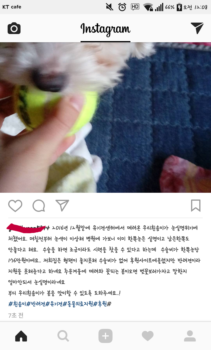 유기견이었던 우리 흰솜이가 두눈 실명위기에 처해있어 욕먹을 각오하고 글 올려.. | 인스티즈