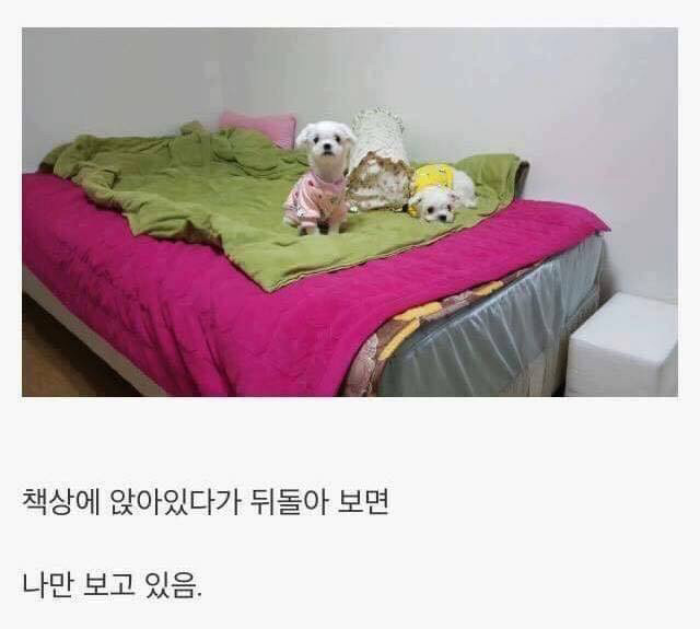 댕댕이 키우면 생기는일 | 인스티즈