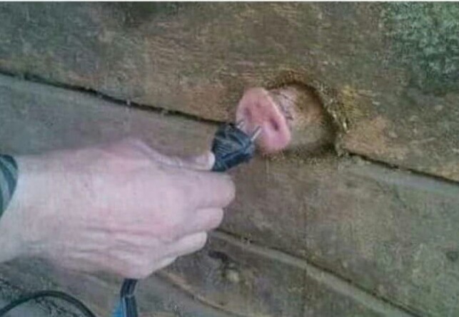 돼지코 이미지