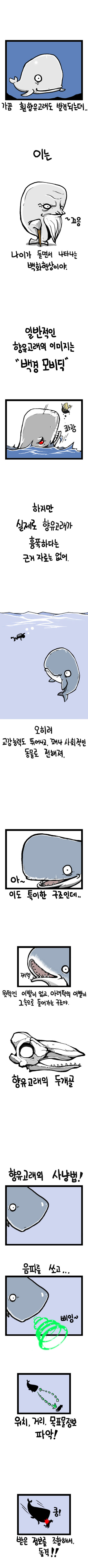향유고래의 가치 | 인스티즈