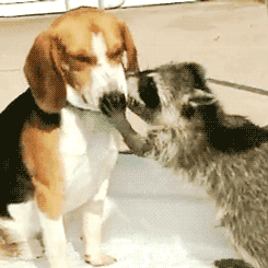 미국에서의 너구리 이미지ㅋㅋㅋ.gif | 인스티즈