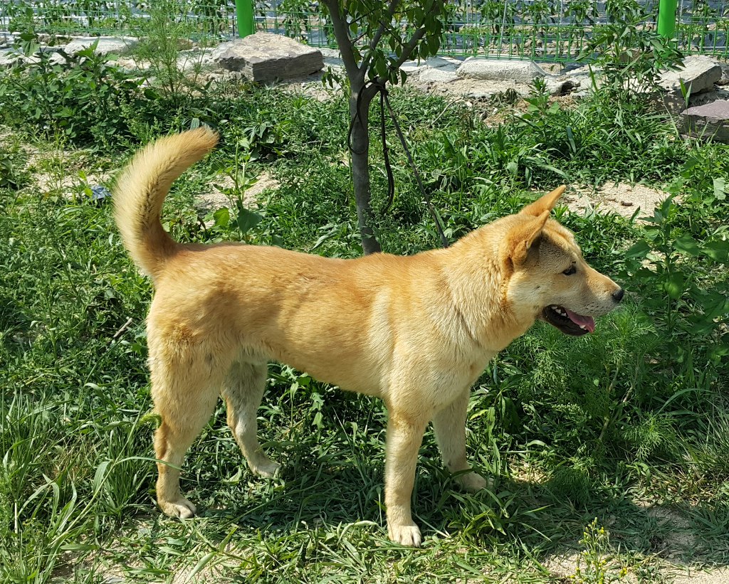 귀선 이미지