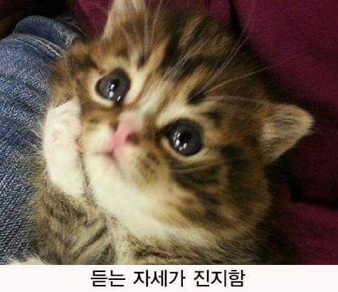 고양이가 경청하는 법 | 인스티즈