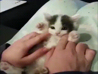 아기고양이랑 놀아줬따.gif | 인스티즈