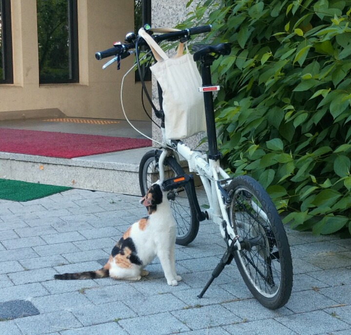 제가 돌보는 길냥이에요~4 | 인스티즈