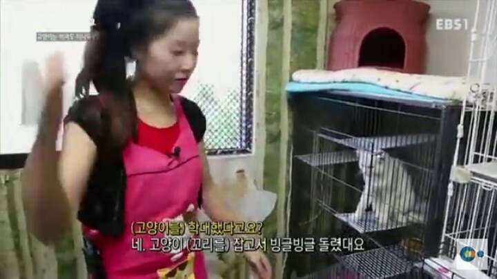 고양이는 버려도 되나요? | 인스티즈