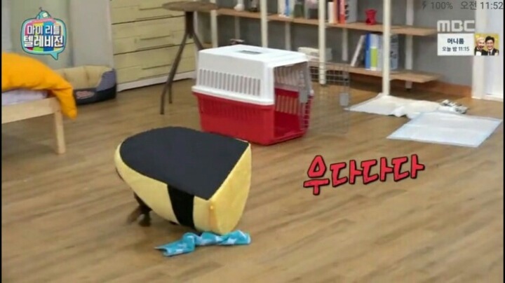 [마리텔] 강형욱 훈련사도 포기한 강아지 도비 | 인스티즈