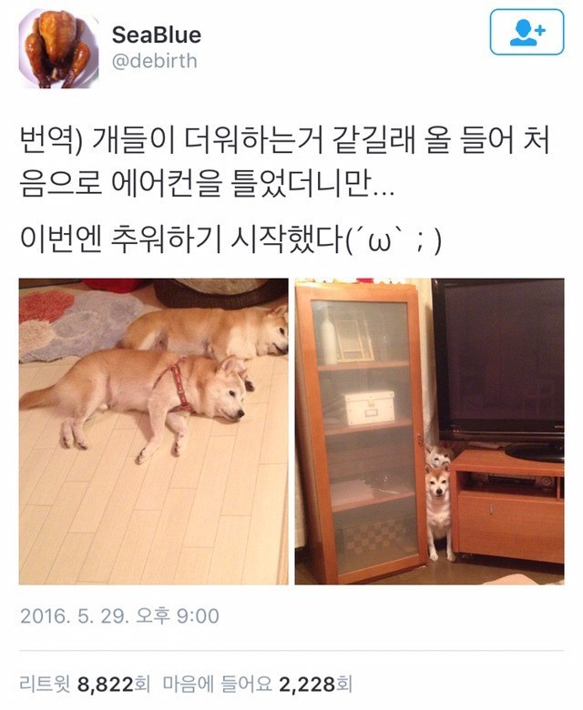 온도에 민감한 시바견 | 인스티즈