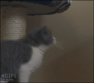 점프 잘하는 냥이.gif | 인스티즈