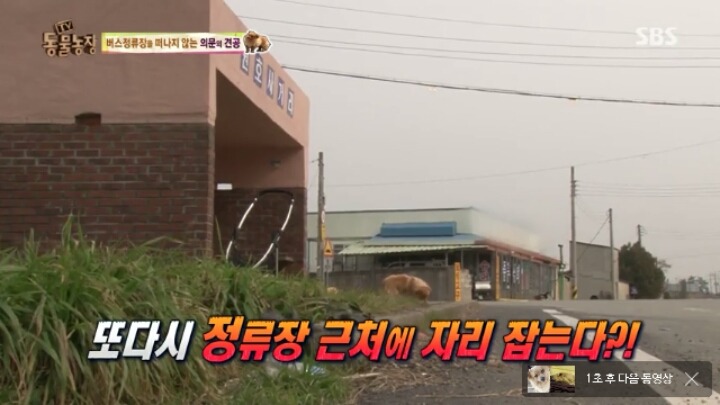 [동물농장] 할머니와 발바리의 따뜻한 우정 | 인스티즈