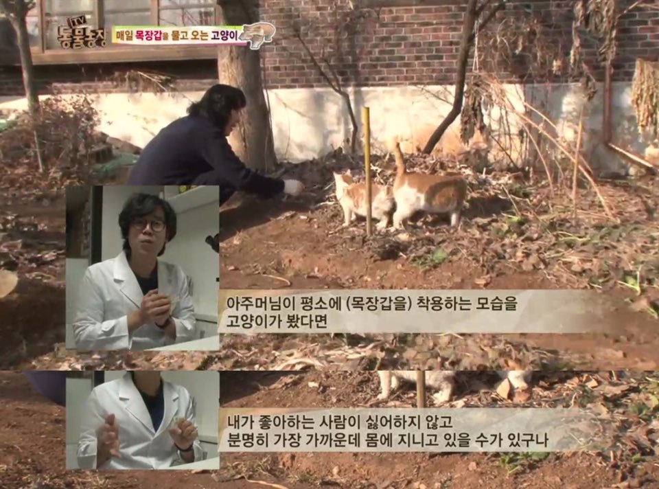[동물농장] 매일 장갑 물어오는 고양이 (사랑스러움주의/스압주의) | 인스티즈