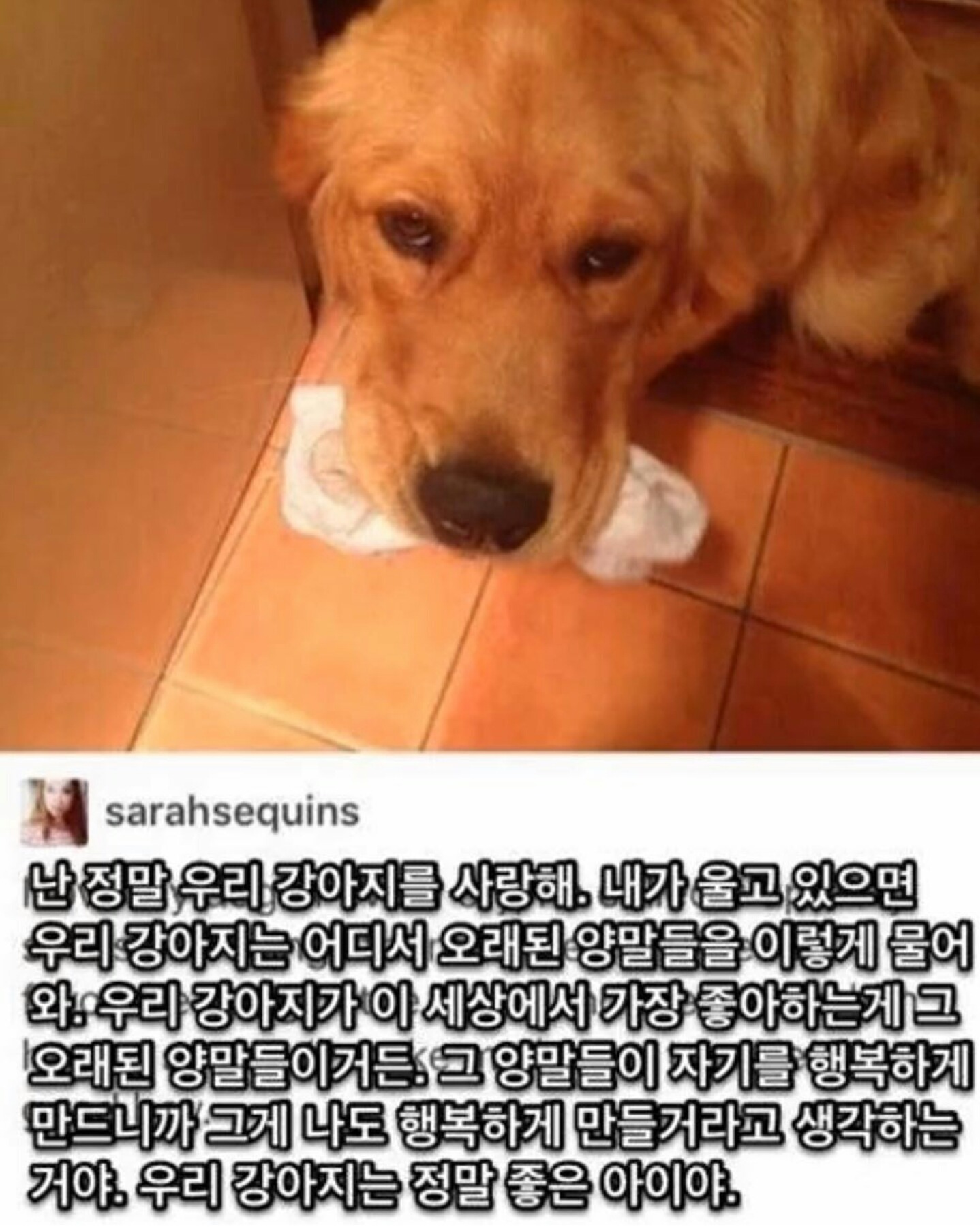 울고있는 주인에게 댕댕이가 준 선물 | 인스티즈