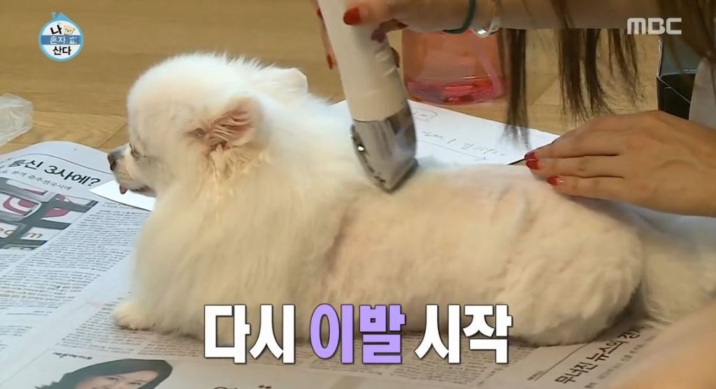 [나혼자산다] 순심이 셀프미용 | 인스티즈