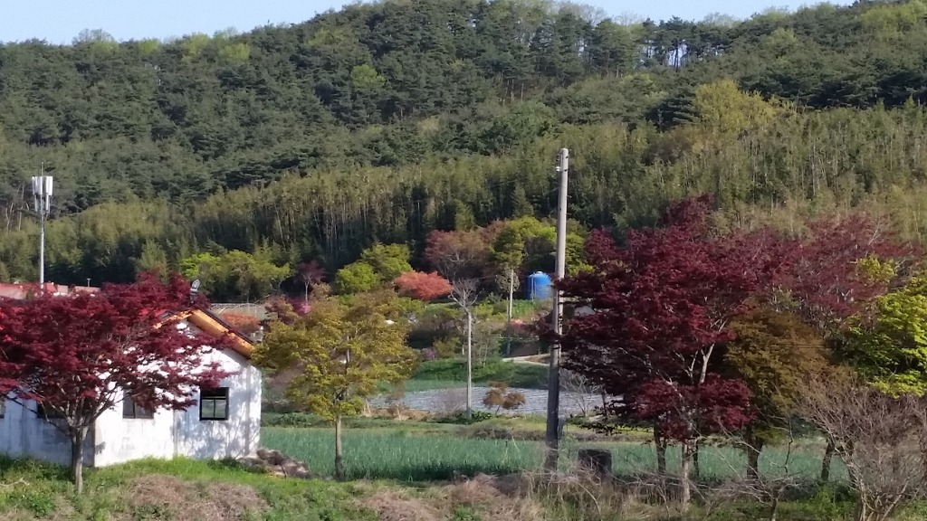 청단풍 이미지