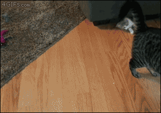 닌자고양이.gif | 인스티즈