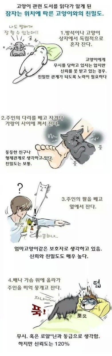 취침방식으로 구별하는 고양이 친밀도 | 인스티즈