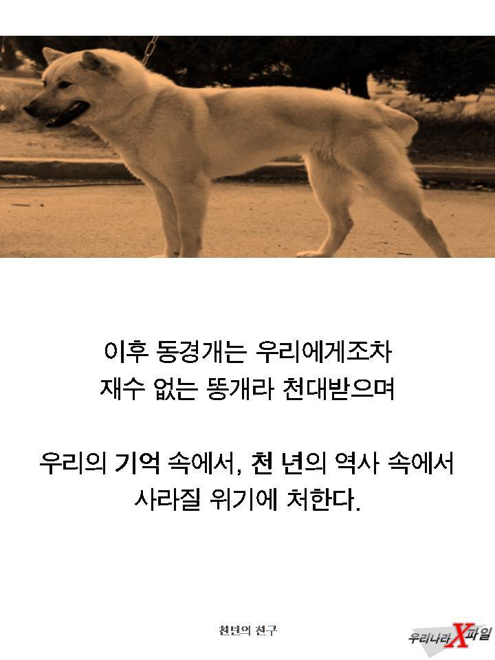 충격적인 개의 실체 ㄷㄷㄷㄷㄷ.JPG | 인스티즈
