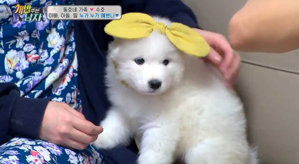북극곰같은 강아지 | 인스티즈