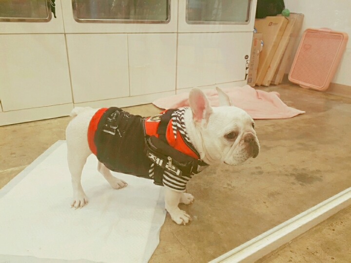 제리 이미지