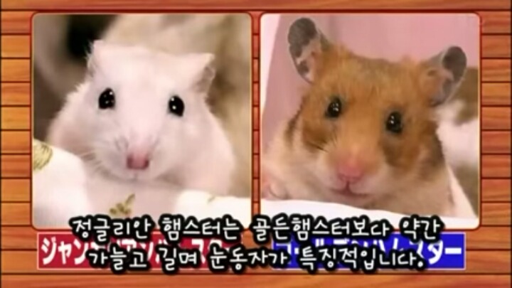 일본의 흔한 햄스터 레스토랑 (아파트 뿌심 주의) | 인스티즈