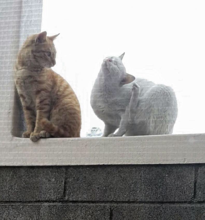 상남자 고양이 . jpg | 인스티즈