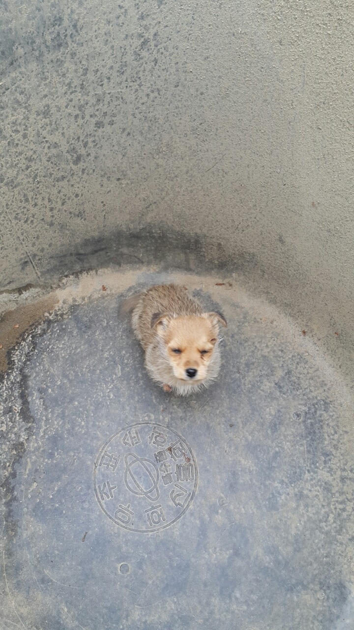귀여운 시골 강아지 ., | 인스티즈