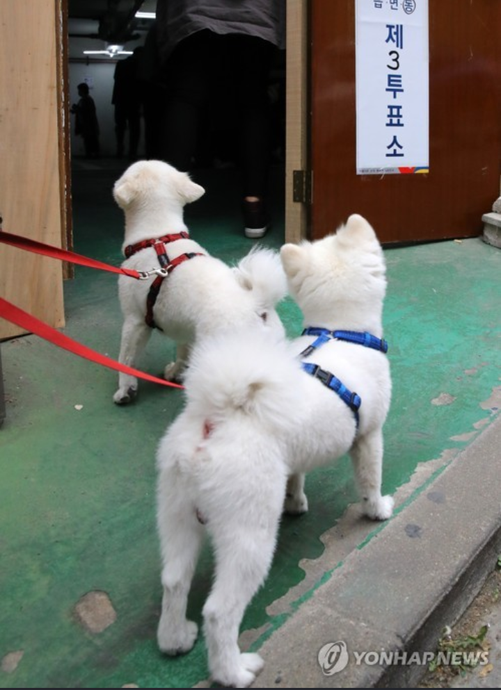 투표소 같이온 동물들 | 인스티즈