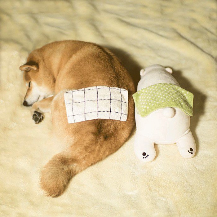 인형이랑 낮잠자는 시바견.jpg | 인스티즈