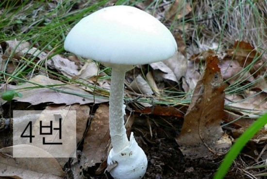독버섯을 골라봅시다 | 인스티즈