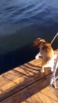 주인이 물에 빠졌다 멍! gif | 인스티즈