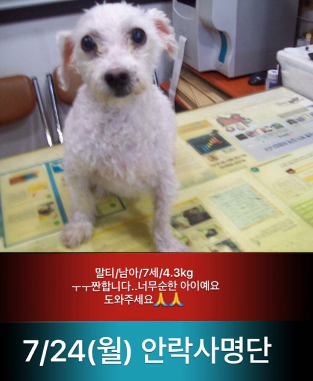 곧 안락사된대ㅠㅠㅠ 보구가줘.. | 인스티즈