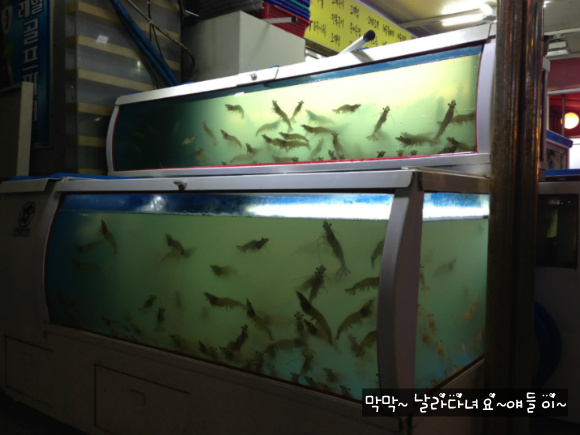 독도꽃새우 이미지