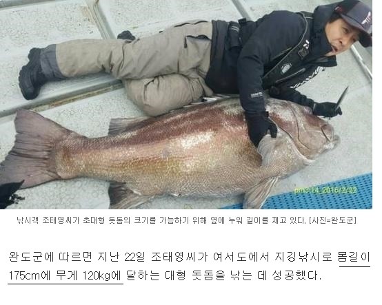 175cm 초대형 돗돔과 사람의 크기비교. .jpg | 인스티즈