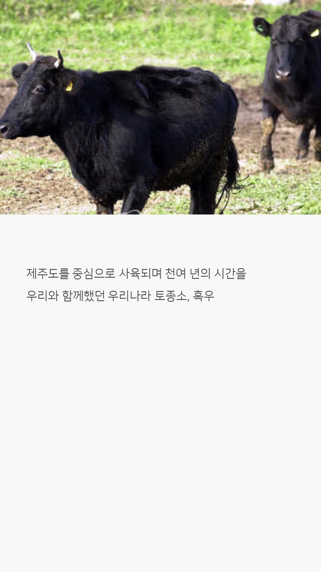 우리나라 한우는 왜 황색일까?jpg | 인스티즈